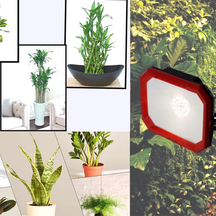 Đèn trồng cây trong nhà CX50W